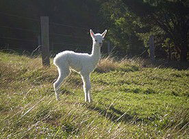  Kingaroy Accommodation