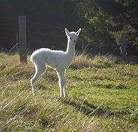 Jaspers Brush B And B - Kingaroy Accommodation