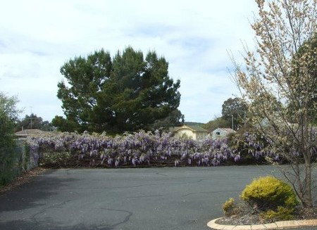 Lilac City Motor Inn & Streakhouse - Kingaroy Accommodation 1