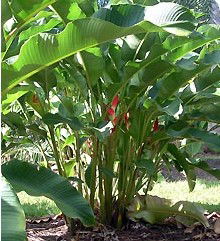 Virginia Heliconia Farm - Kingaroy Accommodation 2