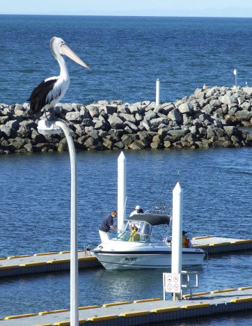 Edithburgh Caravan Park - Kingaroy Accommodation 6