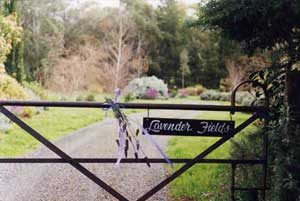 Adelaide Hills Country Cottages - Lavender Fields - Kingaroy Accommodation 3