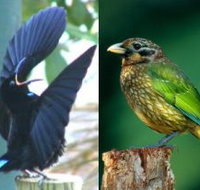 Chambers Wildlife Rainforest Lodges - Kingaroy Accommodation