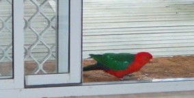 Azalea Cottage - Kingaroy Accommodation 5