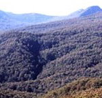 Callicoma Hill Eco-Cabins - Kingaroy Accommodation