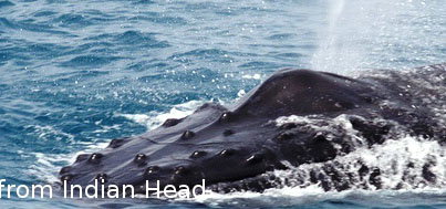 Fraser Island Fishing Units - Kingaroy Accommodation 5