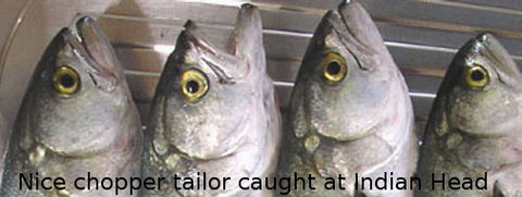 Fraser Island Fishing Units - Kingaroy Accommodation 6