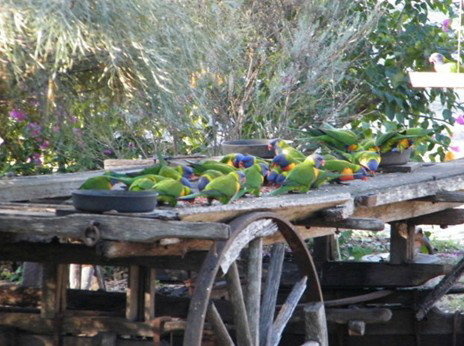 Barambah Bush Caravan Park - Kingaroy Accommodation 5