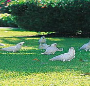 Aurora Kakadu - Kingaroy Accommodation