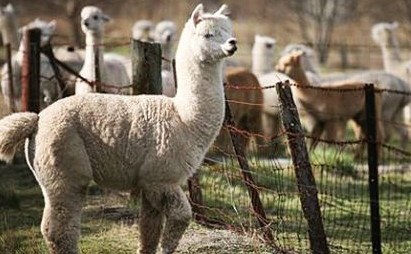 Glenhope Bed And Breakfast - Kingaroy Accommodation 2