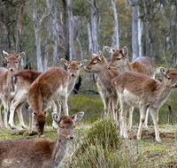 Lake Leake Chalet - Kingaroy Accommodation