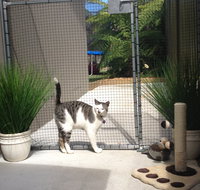 Caringbah Cat Hotel - Kingaroy Accommodation