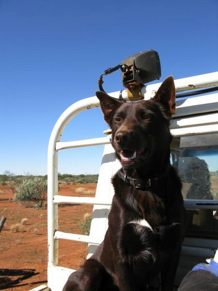 Wooleen Outback Station Stay - Kingaroy Accommodation 2