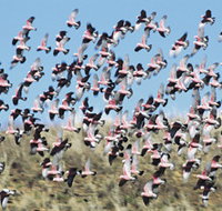 Copley Caravan amp Cabin Park - Kingaroy Accommodation