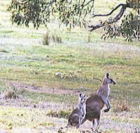 Kangaroo Ridge Retreat - Kingaroy Accommodation