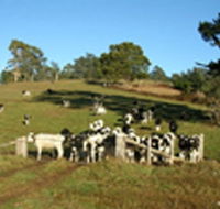 St Columba Cottage - Kingaroy Accommodation