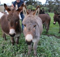 Donkey Tales Farm Cottages - Kingaroy Accommodation