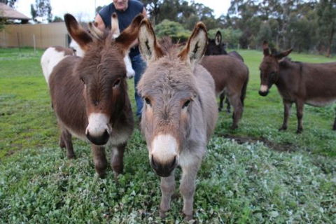 Donkey Tales Farm Cottages - Kingaroy Accommodation 0