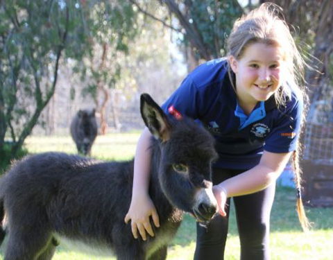 Donkey Tales Farm Cottages - Kingaroy Accommodation 1