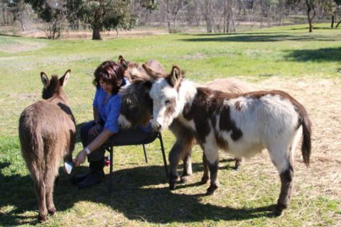 Donkey Tales Farm Cottages - Kingaroy Accommodation 2