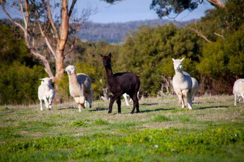 Coastal View Cabins - Kingaroy Accommodation 5