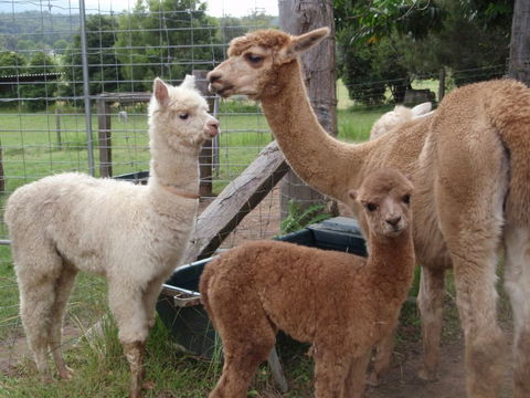 Fernridge Farm Cottage - Kingaroy Accommodation 7