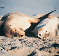 Island Beach Cabins - Kingaroy Accommodation