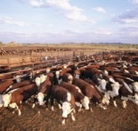 Bond Springs Outback Retreat - Kingaroy Accommodation