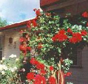 Rose Cottage Bed And Breakfast - Kingaroy Accommodation