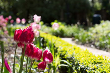 Adeline Bed And Breakfast - Kingaroy Accommodation 17