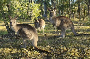 Eagleview Resort - Kingaroy Accommodation 42