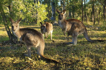Eagleview Resort - Kingaroy Accommodation 56