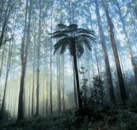 Tower Motel Marysville - Kingaroy Accommodation