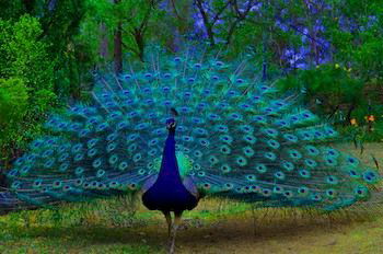 Ferndale - Kingaroy Accommodation 7