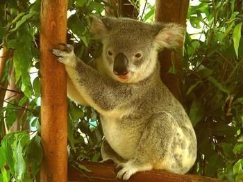 Noosa Backpackers Resort - Hostel - Kingaroy Accommodation 7