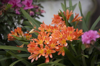 Boronia Lodge Burwood - Kingaroy Accommodation 11