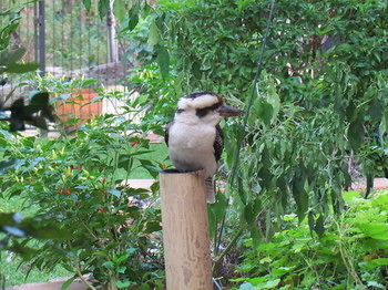 Amytis Gardens Retreat Spa And Cooking School - Kingaroy Accommodation 3