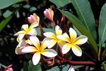 Phoenix Eumundi Bed & Breakfast - Kingaroy Accommodation 13