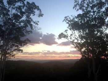 Phoenix Eumundi Bed & Breakfast - Kingaroy Accommodation 14