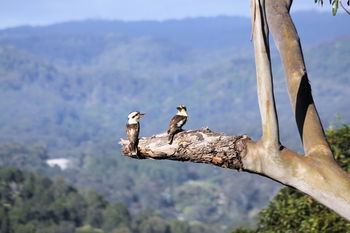 Phoenix Eumundi Bed & Breakfast - Kingaroy Accommodation 18