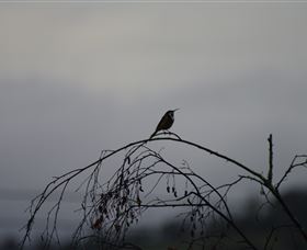 Viewenmore Villa Bed & Breakfast - Kingaroy Accommodation 5