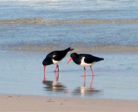 Lake Eckersley Campground - Kingaroy Accommodation 4