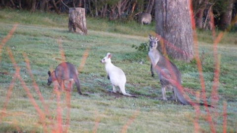 Yering Gorge Cottages - Kingaroy Accommodation 4