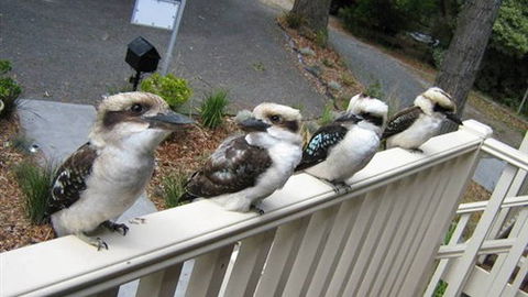 Around About Lorne Studios Or B&B - Kingaroy Accommodation 2