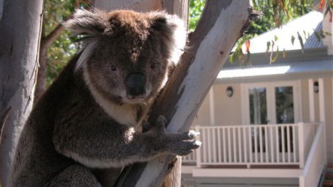 Around About Lorne Studios Or B&B - Kingaroy Accommodation 1