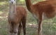 Chestnut Springs - thumb 6