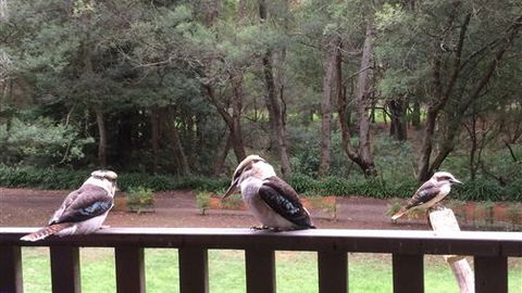 Wildwood Retreat - Kingaroy Accommodation 1