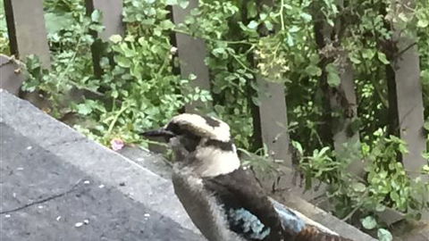 Wildwood Retreat - Kingaroy Accommodation 3