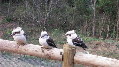 Wattletree Cottage - Kingaroy Accommodation 3