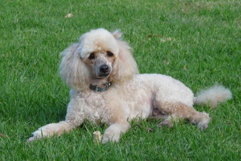 Garden City Motor Inn - Kingaroy Accommodation 0